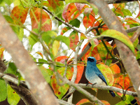 キナバル公園の鳥