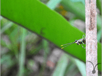 ボルネオの昆虫