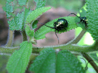 ボルネオの昆虫