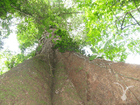 ボルネオのフタバガキ林