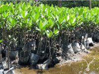 マングローブの植林