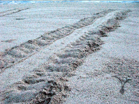 ボルネオ島ウミガメの産卵、足跡